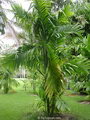 Triandra palm,trunk,اریکا پالم وحشی,نخل وحشی,اریکا تریاندرا
